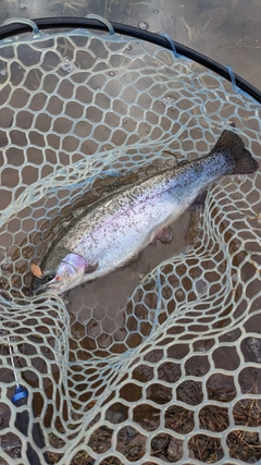 ニジマスの釣果