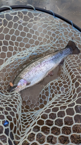 ニジマスの釣果