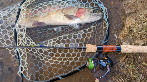 ニジマスの釣果