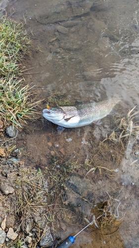 ニジマスの釣果