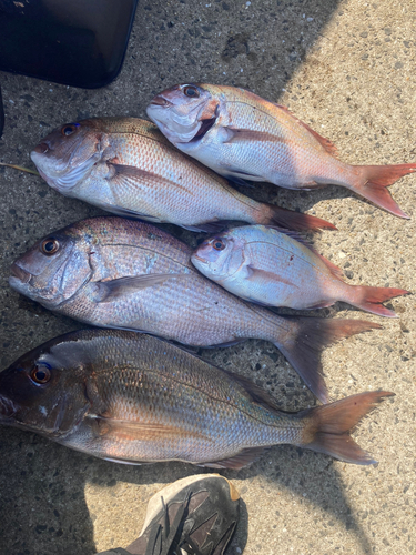 マダイの釣果