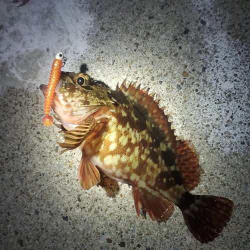 カサゴの釣果