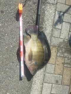 ナイルティラピアの釣果