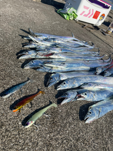 タチウオの釣果