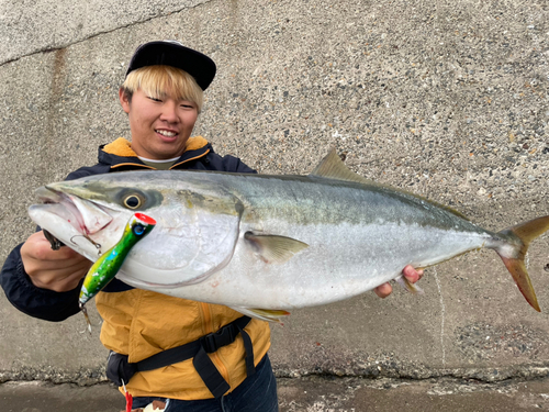 ブリの釣果