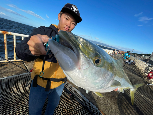 ブリの釣果