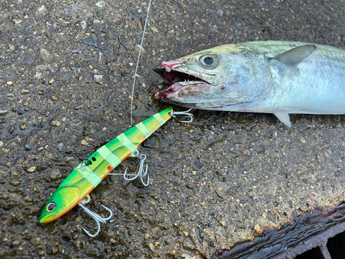 サゴシの釣果