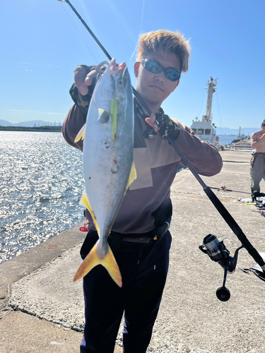 サゴシの釣果