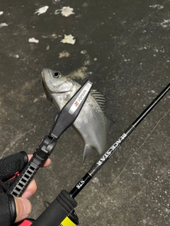 セイゴ（マルスズキ）の釣果