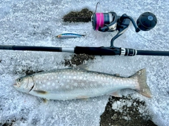 アメマスの釣果