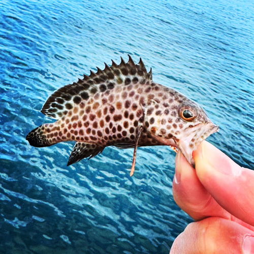 オオモンハタの釣果