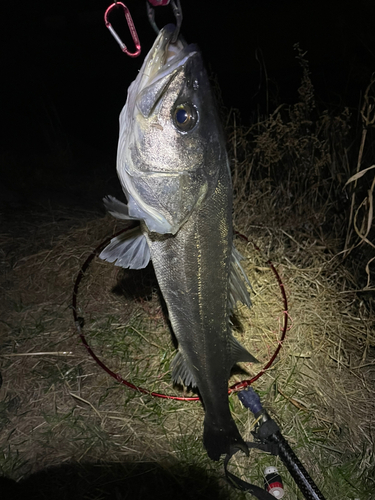 スズキの釣果