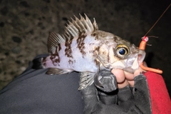 シロメバルの釣果