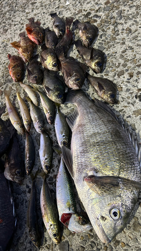 メバルの釣果