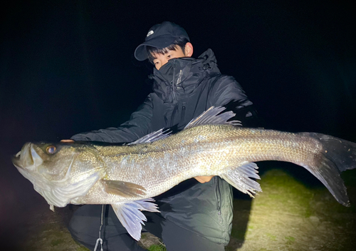 スズキの釣果