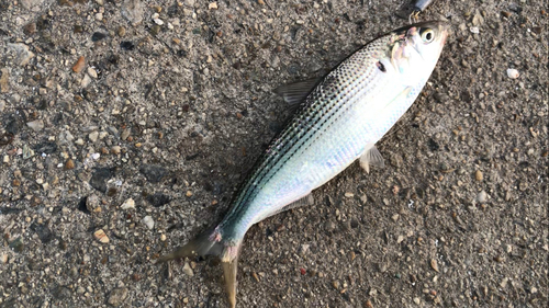 コノシロの釣果