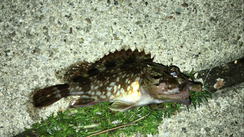 カサゴの釣果