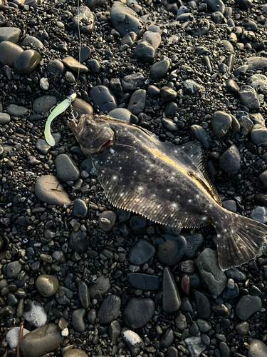 ヒラメの釣果