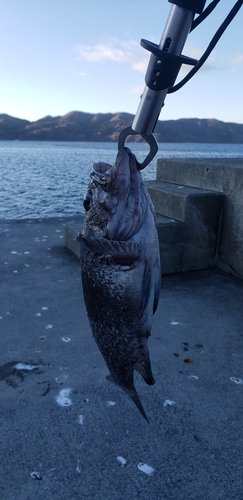 ソイの釣果