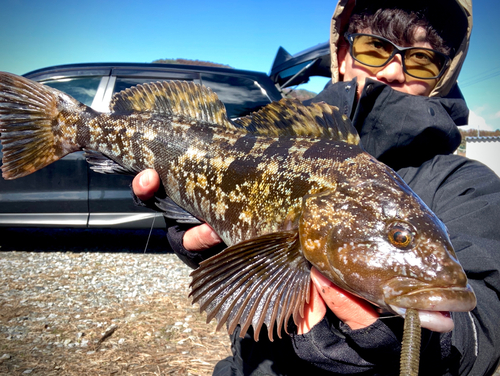 アイナメの釣果