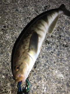 ホッケの釣果