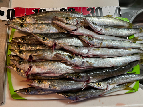 カマスの釣果