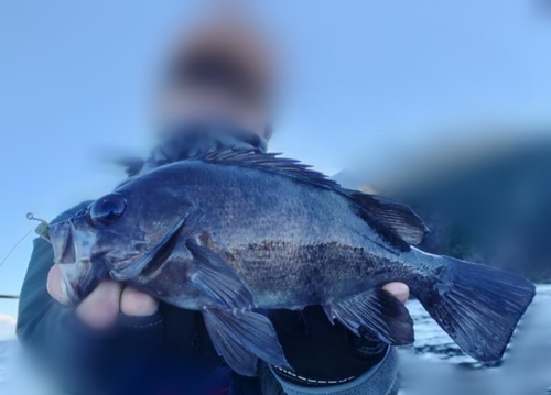 クロメバルの釣果