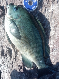 メジナの釣果