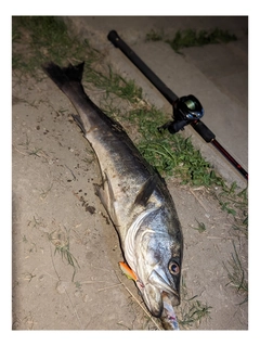 スズキの釣果