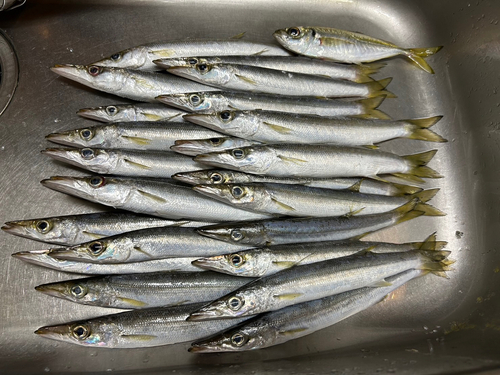 カマスの釣果