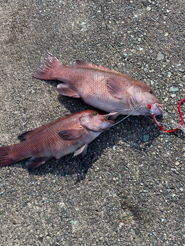 コブダイの釣果