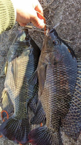 ナイルティラピアの釣果