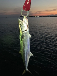 サゴシの釣果