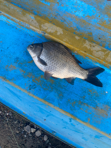 ヘラブナの釣果