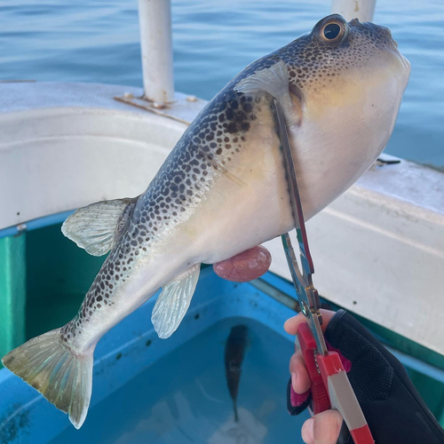 ショウサイフグの釣果