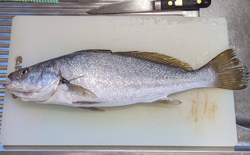 内房で釣れたニベの釣り・釣果情報 - アングラーズ