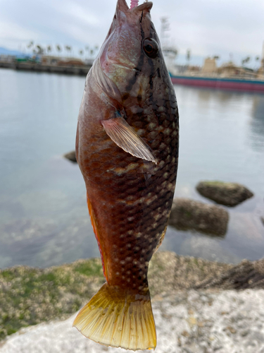 アカササノハベラの釣果