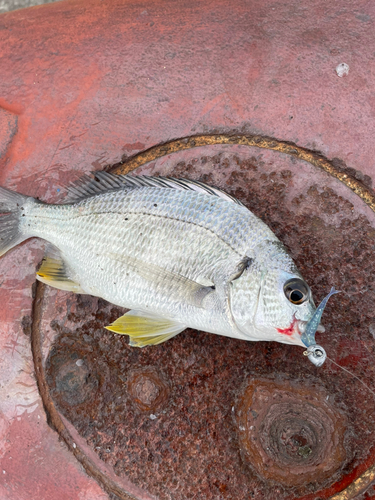 キビレの釣果