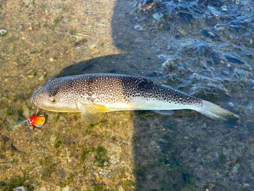 フグの釣果