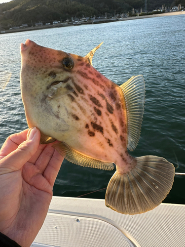 カワハギの釣果