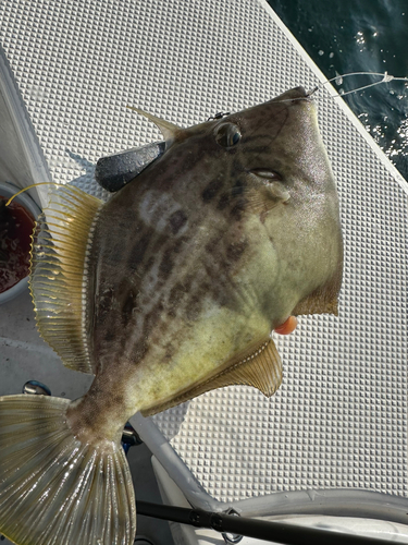 カワハギの釣果