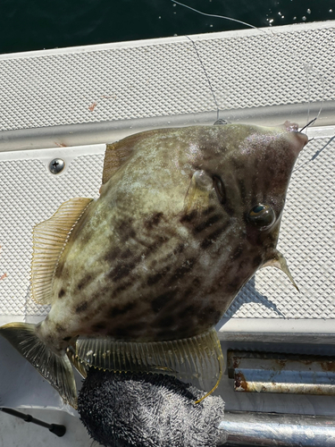 カワハギの釣果