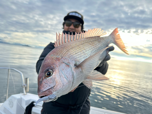 マダイの釣果