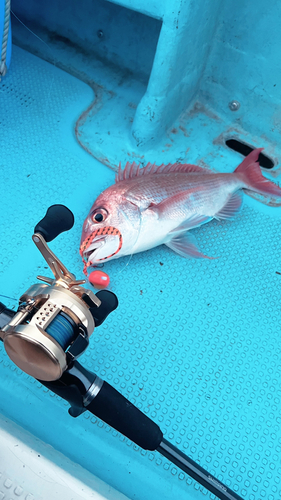 マダイの釣果