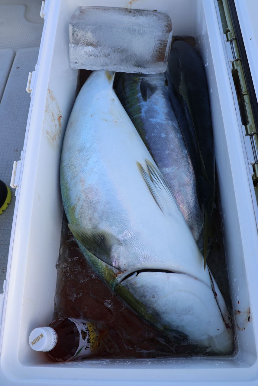 Fishing YOSHIさんの釣果 3枚目の画像