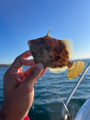 カワハギの釣果