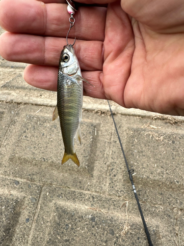 ウグイの釣果