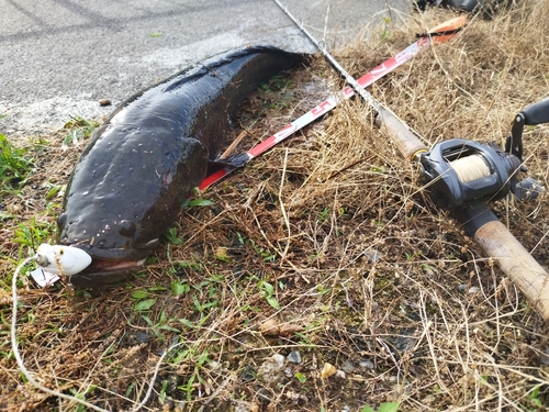 ライギョの釣果