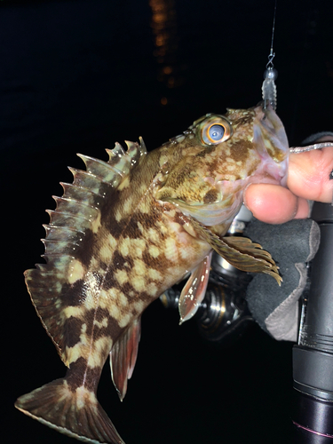 カサゴの釣果