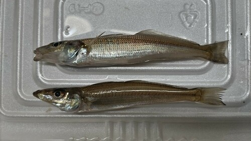 シロギスの釣果